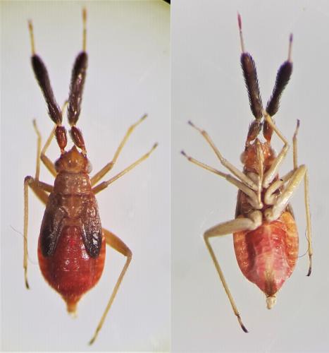 Heterotoma planicornis
